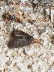 Loxostegopsis merrickalis