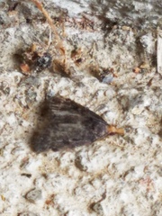 Loxostegopsis merrickalis