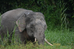 Elephas maximus borneensis