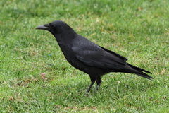 Corvus brachyrhynchos