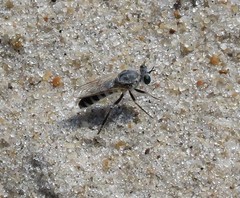 Laphystia litoralis