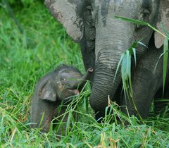Elephas maximus borneensis