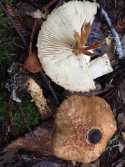 Lepiota castanea