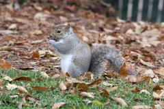 Sciurus carolinensis