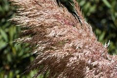 Cortaderia jubata