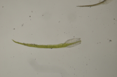 Eucladium verticillatum