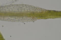 Eucladium verticillatum