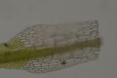 Eucladium verticillatum