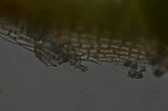 Eucladium verticillatum