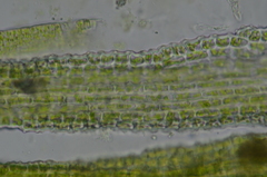 Eucladium verticillatum