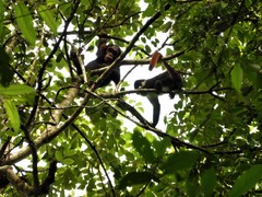 Cercopithecus ascanius schmidti