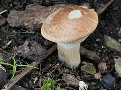 Leucopaxillus gentianeus