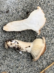 Leucopaxillus gentianeus