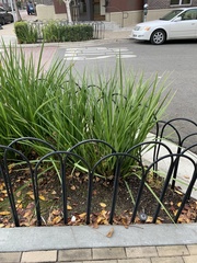 Leucopaxillus gentianeus