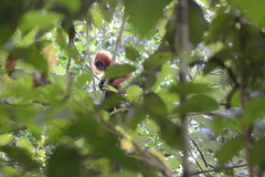 Presbytis rubicunda