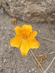 Alstroemeria patagonica