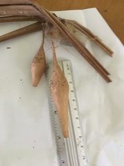 Ordgarius magnificus