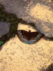 Euthalia monina monina