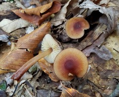 Mycena atkinsoniana