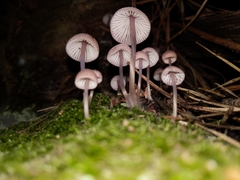 Mycena bulliformis