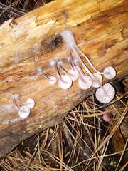 Mycena bulliformis