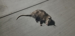 Didelphis virginiana