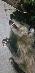 Didelphis virginiana
