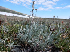 Artemisia scopulorum