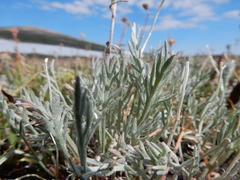 Artemisia scopulorum