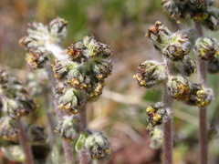 Artemisia scopulorum
