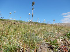 Artemisia scopulorum