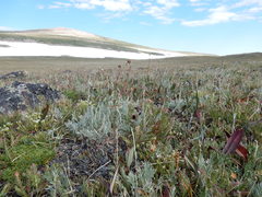Artemisia scopulorum