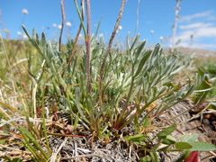 Artemisia scopulorum