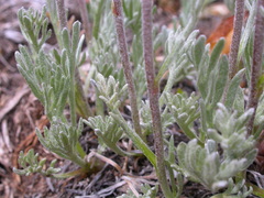 Artemisia scopulorum