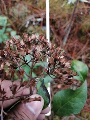 Ageratina ligustrina