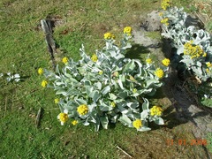 Senecio candidans