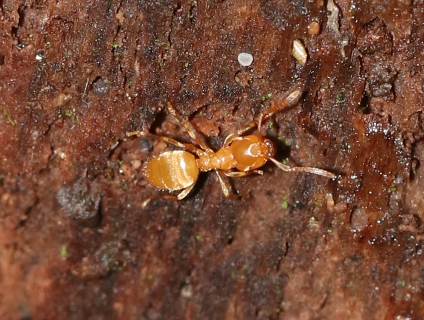 Cautolasius