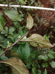 Ageratina ligustrina