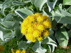 Senecio candidans
