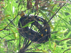 Boiga melanota
