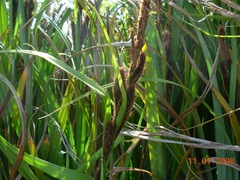 Carex trifida