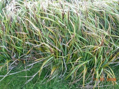 Carex trifida