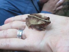 Rhinella scitula