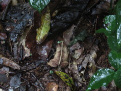 Rhinella scitula