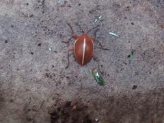 Ellipticus dorbignyi