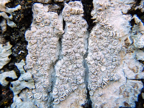 Lecanora caesiorubella image