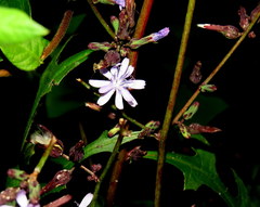Lactuca floridana