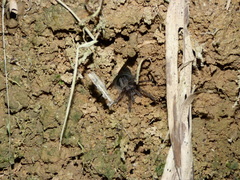 Selenocosmiinae
