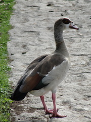 Alopochen aegyptiaca