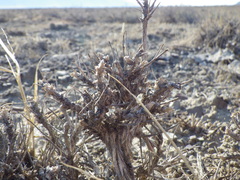 Artemisia spinescens